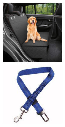 a-black-with-blue-leash