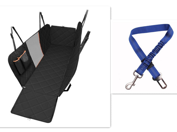 black-with-blue-leash